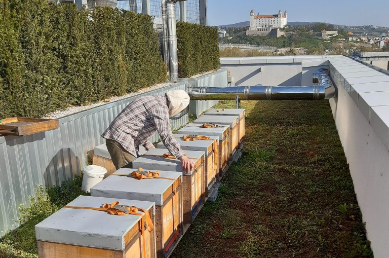 Včelař se stará o včelí úl na zelené střeše developerského projektu Einpark od developera Corwin